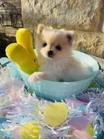 Itsy—CKC, a female Pomeranian for sale in Ovalo, TX – Photo 1 of 6