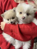 Itsy—CKC, a female Pomeranian for sale in Ovalo, TX – Photo 6 of 6