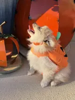 CKC—Toby, a male Pomeranian for sale in Ovalo, TX – 4 of 4