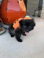CKC—Bruno, a male Pomeranian for sale in Ovalo, TX – 5 of 6