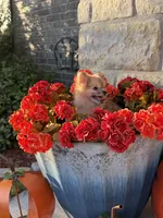 CKC—Reba, a female Pomeranian for sale in Ovalo, TX – 5 of 5