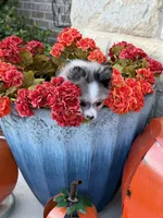 CKC—Dolly, a female Pomeranian for sale in Ovalo, TX – 5 of 6