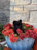 CKC—Bruno, a male Pomeranian for sale in Ovalo, TX – 6 of 6