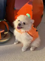 CKC—Toby, a male Pomeranian for sale in Ovalo, TX – 2 of 4