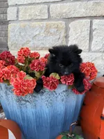 CKC—Cash, a male Pomeranian for sale in Ovalo, TX – 2 of 5