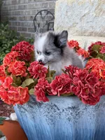 CKC—Dolly, a female Pomeranian for sale in Ovalo, TX – 6 of 6
