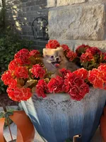 CKC—Reba, a female Pomeranian for sale in Ovalo, TX – 2 of 5