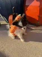 CKC—Daisy, a female Pomeranian for sale in Ovalo, TX – 4 of 5