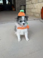 CKC—Dolly, a female Pomeranian for sale in Ovalo, TX – 4 of 6