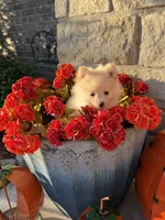 CKC—Toby, a male Pomeranian for sale in Ovalo, TX – 3 of 4