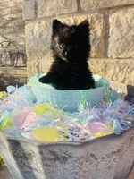 Bear—CKC, a male Pomeranian for sale in Ovalo, TX – Photo 3 of 3