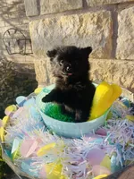 Bear—CKC, a male Pomeranian for sale in Ovalo, TX – Photo 2 of 3