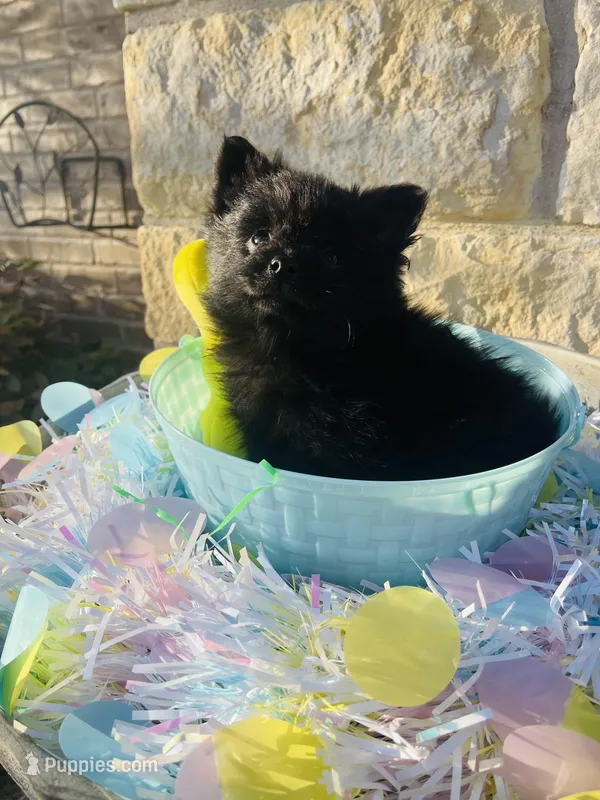 Bear—CKC – Pomeranian puppy for sale in Ovalo, TX