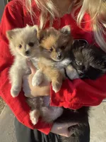 Bitsy—CKC, a male Pomeranian for sale in Ovalo, TX – Photo 5 of 5