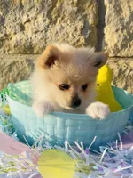 Bitsy—CKC, a male Pomeranian for sale in Ovalo, TX – Photo 2 of 5