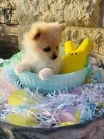 Bitsy—CKC, a male Pomeranian for sale in Ovalo, TX – Photo 4 of 5