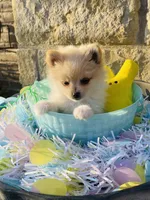Bitsy—CKC, a male Pomeranian for sale in Ovalo, TX – Photo 1 of 5