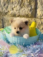 Bitsy—CKC, a male Pomeranian for sale in Ovalo, TX – Photo 3 of 5