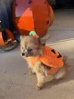 CKC—Reba, a female Pomeranian for sale in Ovalo, TX – 3 of 5