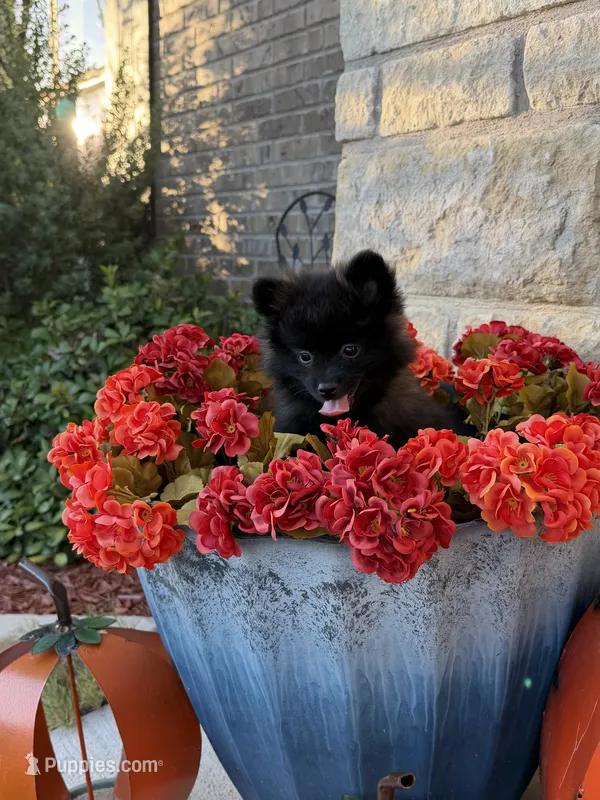 CKC—Bruno – Pomeranian puppy for sale in Ovalo, TX