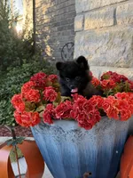 CKC—Bruno, a male Pomeranian for sale in Ovalo, TX – 1 of 6