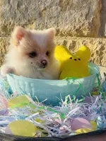 Teddy—AKC, a male Pomeranian for sale in Ovalo, TX – Photo 2 of 6