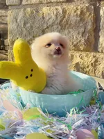 Teddy—AKC, a male Pomeranian for sale in Ovalo, TX – Photo 4 of 6