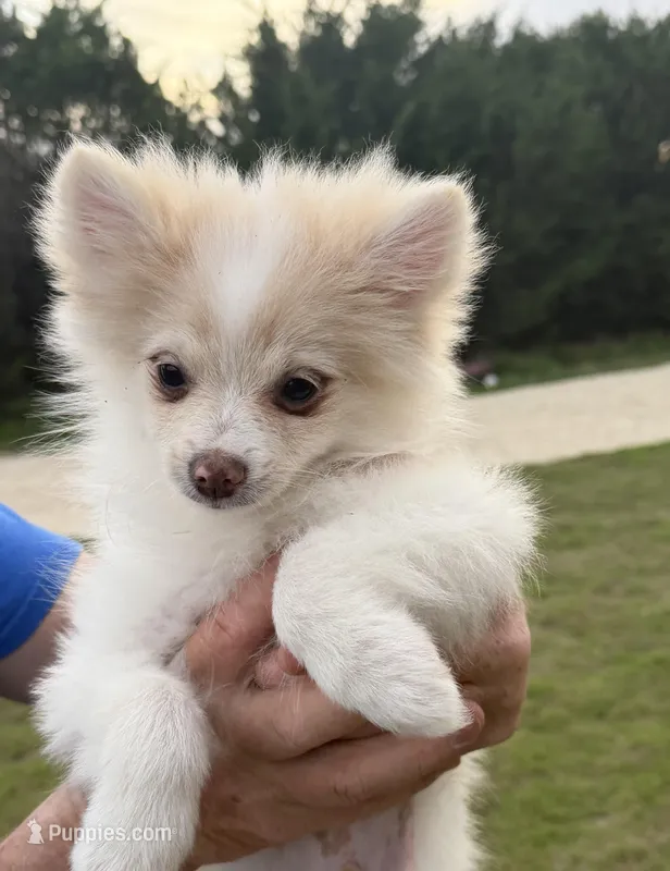 Teddy—AKC – Pomeranian puppy for sale in Ovalo, TX