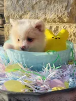 Teddy—AKC, a male Pomeranian for sale in Ovalo, TX – Photo 3 of 6