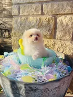 Teddy—AKC, a male Pomeranian for sale in Ovalo, TX – Photo 5 of 6