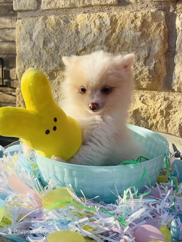 Teddy—AKC – Pomeranian puppy for sale in Ovalo, TX
