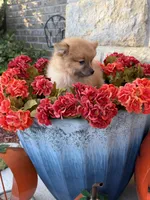 CKC—Reddy, a male Pomeranian for sale in Ovalo, TX – 3 of 5