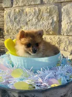 Reeces—AKC, a male Pomeranian for sale in Ovalo, TX – Photo 5 of 7