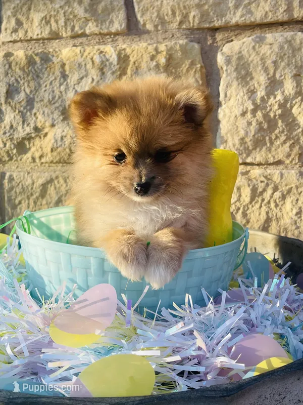 Reeces—AKC – Pomeranian puppy for sale in Ovalo, TX