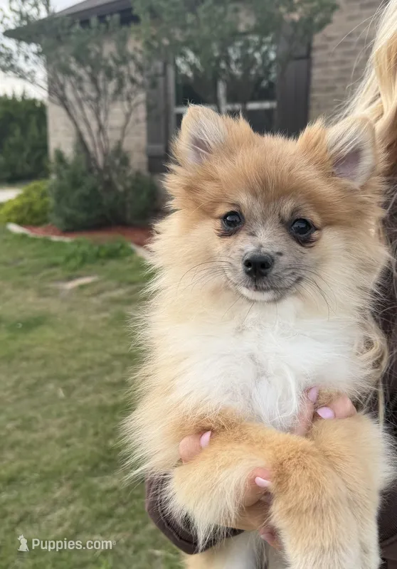 Reeces—AKC – Pomeranian puppy for sale in Ovalo, TX