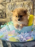 Reeces—AKC, a male Pomeranian for sale in Ovalo, TX – Photo 4 of 7