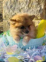 Reeces—AKC, a male Pomeranian for sale in Ovalo, TX – Photo 2 of 7