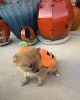 CKC—Reddy, a male Pomeranian for sale in Ovalo, TX – 5 of 5