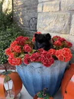 CKC—Bruno, a male Pomeranian for sale in Ovalo, TX – 2 of 6