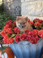 CKC—Reddy, a male Pomeranian for sale in Ovalo, TX – 2 of 5