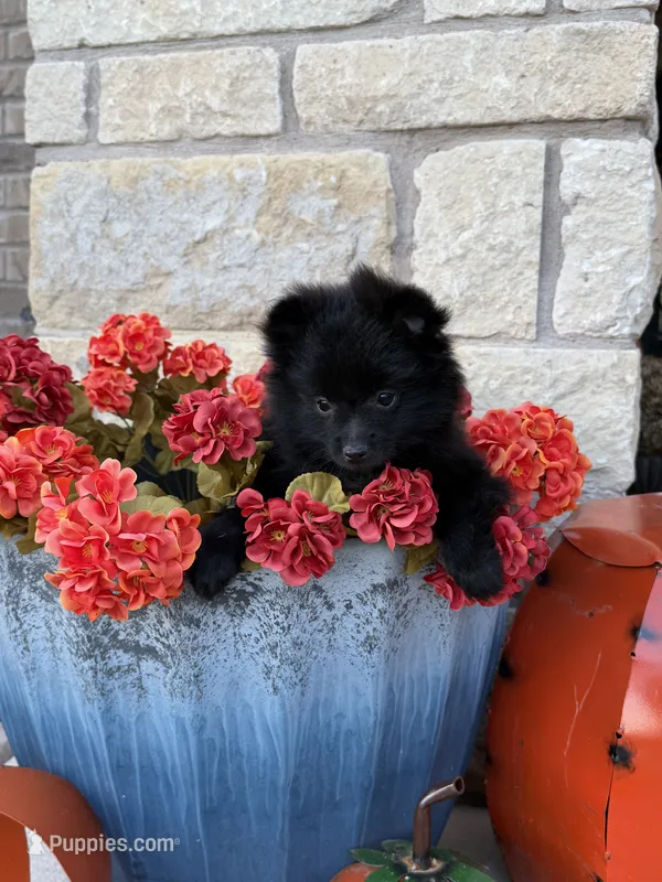 CKC—Cash – Pomeranian puppy for sale in Ovalo, TX