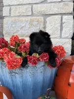 CKC—Cash, a male Pomeranian for sale in Ovalo, TX – 1 of 5