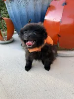 CKC—Bruno, a male Pomeranian for sale in Ovalo, TX – 4 of 6