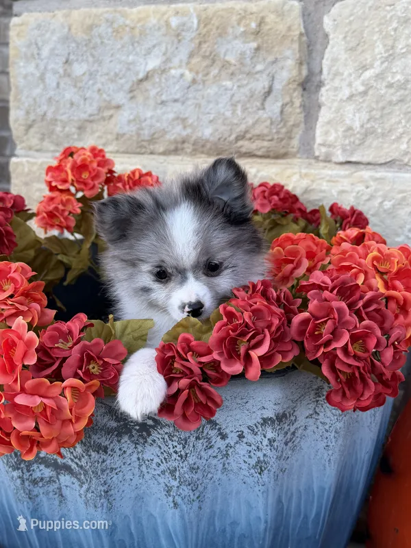 CKC—Dolly – Pomeranian puppy for sale in Ovalo, TX