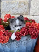 CKC—Dolly, a female Pomeranian for sale in Ovalo, TX – 1 of 6