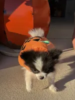 CKC—Daisy, a female Pomeranian for sale in Ovalo, TX – 5 of 5