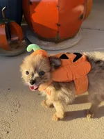 CKC—Reba, a female Pomeranian for sale in Ovalo, TX – 4 of 5