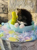 Boots—AKC, a male Pomeranian for sale in Ovalo, TX – Photo 3 of 7