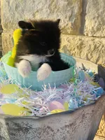 Boots—AKC, a male Pomeranian for sale in Ovalo, TX – Photo 4 of 7