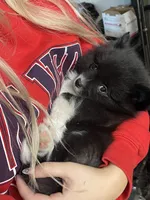 Boots—AKC, a male Pomeranian for sale in Ovalo, TX – Photo 7 of 7